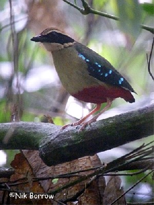 African Pitta race pulih or presumed hybrid with Green-breasted Pitta