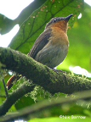 White-bellied Robin-Chat nominate race