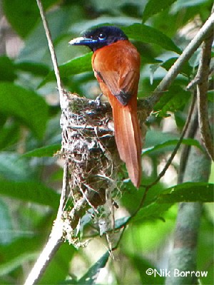 Red-bellied Paradise-Flycatcher ssp nigriceps
