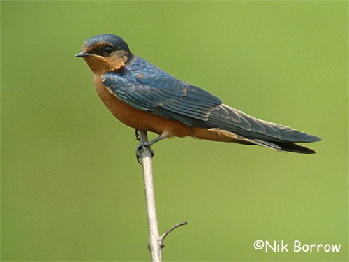 Black-and-rufous Swallow