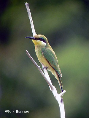 juvenile Blue-breasted Bee-eater