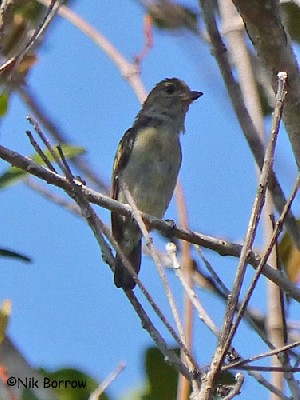 Eastern Green Tinkerbird