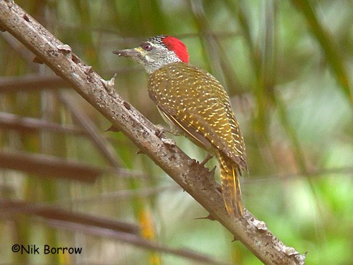 Fine-spotted Woodpecker nominate race