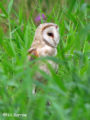 Barn Owl ssp affinis