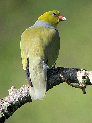 African Green Pigeon ssp. gibberifrons