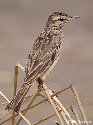 African Pipit - undescribed population - ssp unknown.