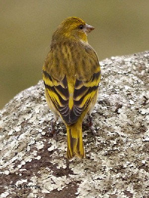 Yellow-crowned Canary Serinus flavivertex sassii