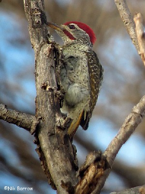aka Speckle-throated Woodpecker