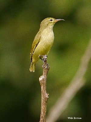 Little Green Sunbird
