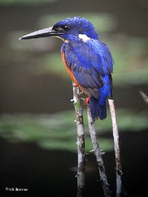 Shining-blue Kingfisher nominate race