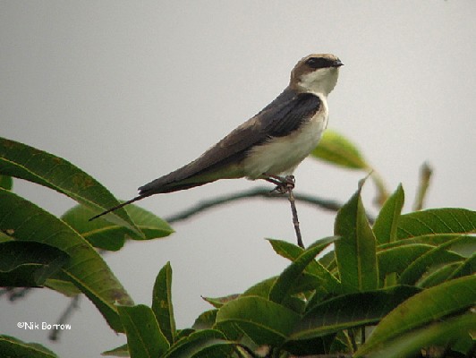 Grey-rumped Swallow ssp melbina