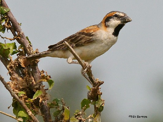 Shelley's Rufous Sparrow