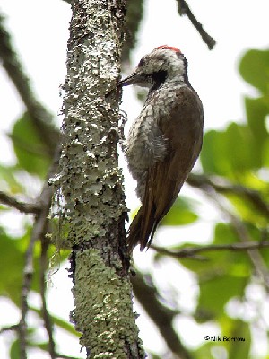 Stierling's Woodpecker