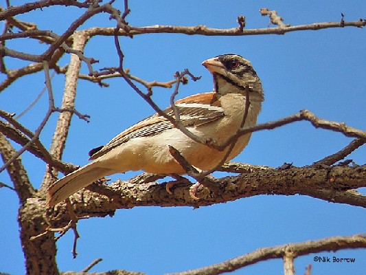 Chestnut-backed Sparrow Weaver