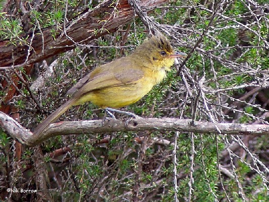Mountain Yellow Warbler