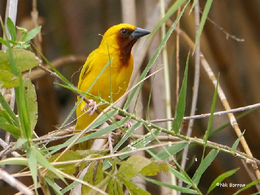 Southern Brown-throated Weaver nominate race