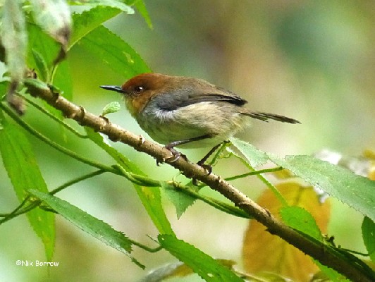 aka Red-capped Forest Warbler nominate race