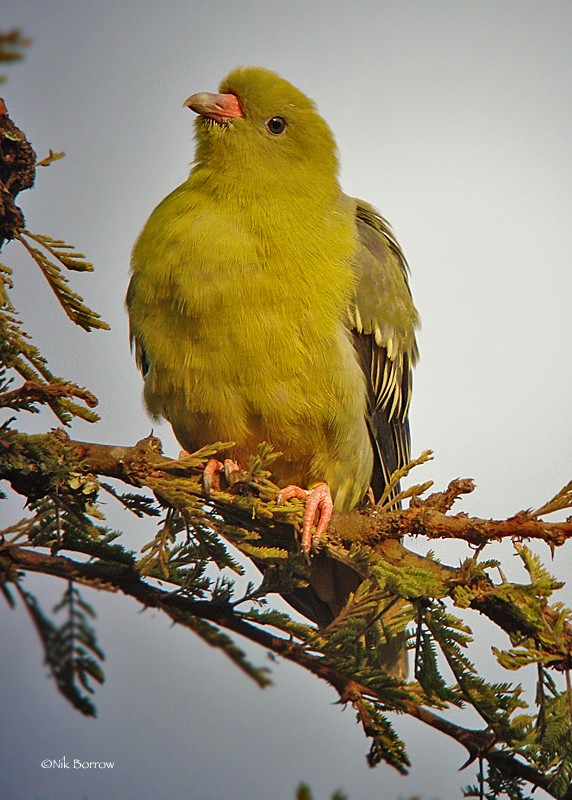 African Green Pigeon ssp. gibberifrons