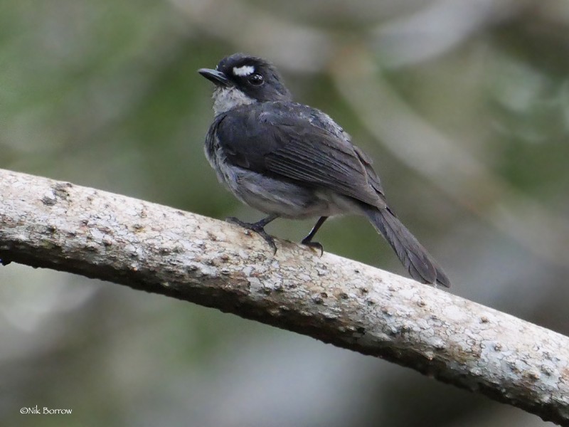 White-browed Forest-Flycatcher - nominate race