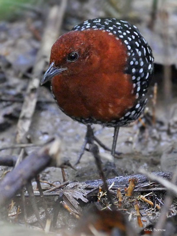 White-spotted Flufftail - nominate race