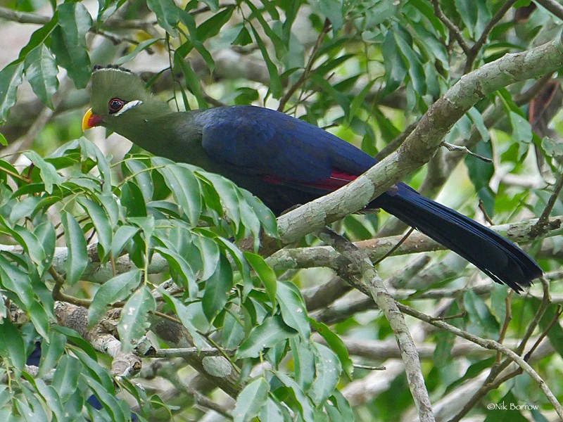 Yellow-billed Turaco - nominate race