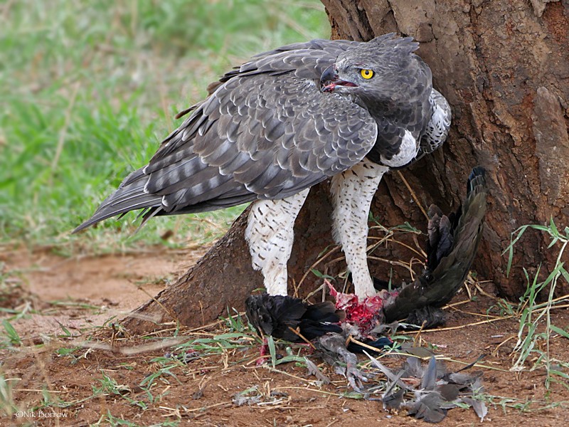 adult with prey