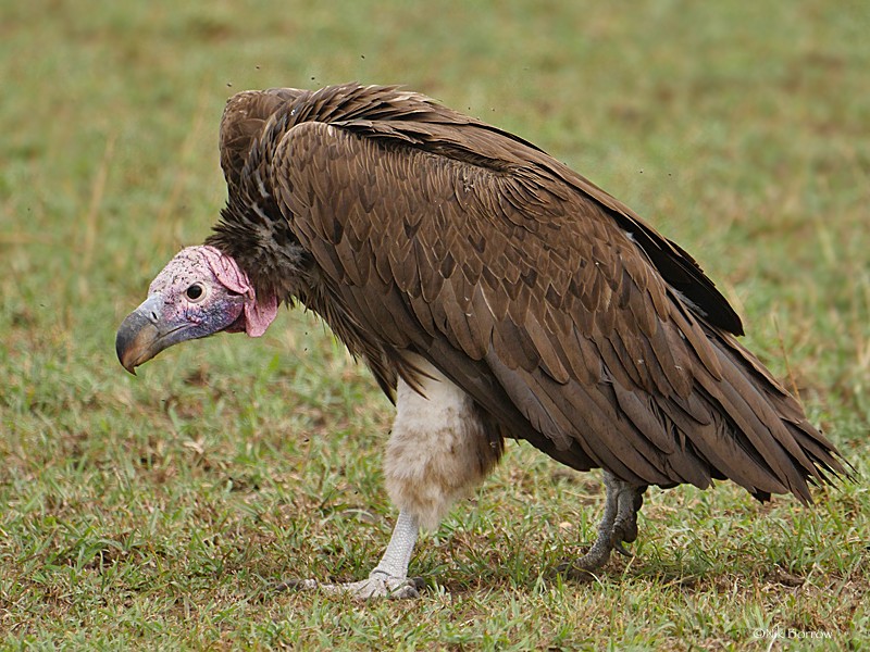 Lappet-faced Vulture - nominate race