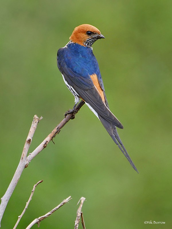 Lesser Striped Swallow ssp unitatis