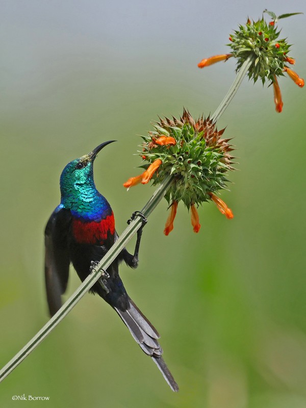 male Red-chested Sunbird on Leonotis