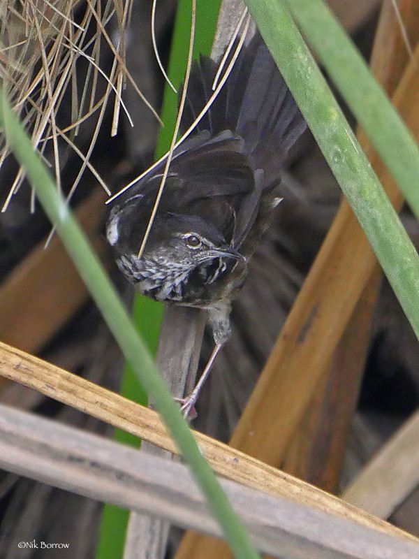 White-winged Swamp Warbler skulking in Papyrus