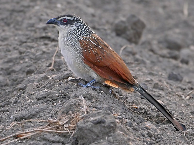 White-browed Coucal ssp loandae