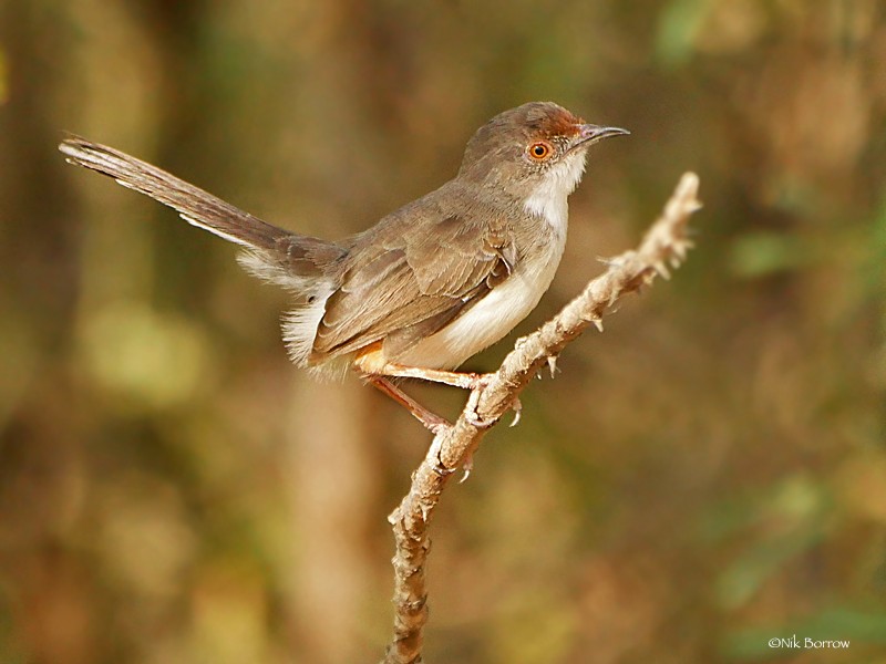 Red-fronted Warbler ssp rufifrons