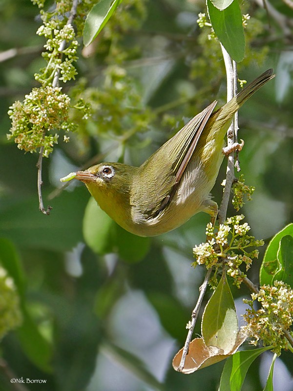Abyssinian White-eye ssp abyssinicus