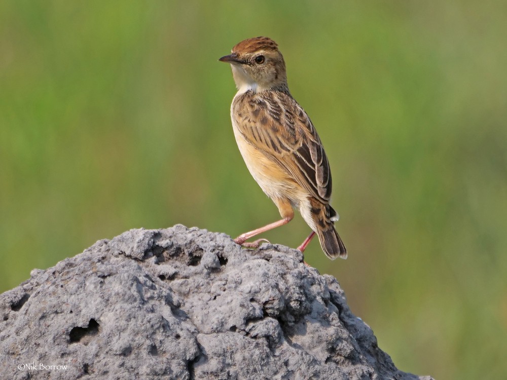 Wing-snapping Cisticola ssp ayresii