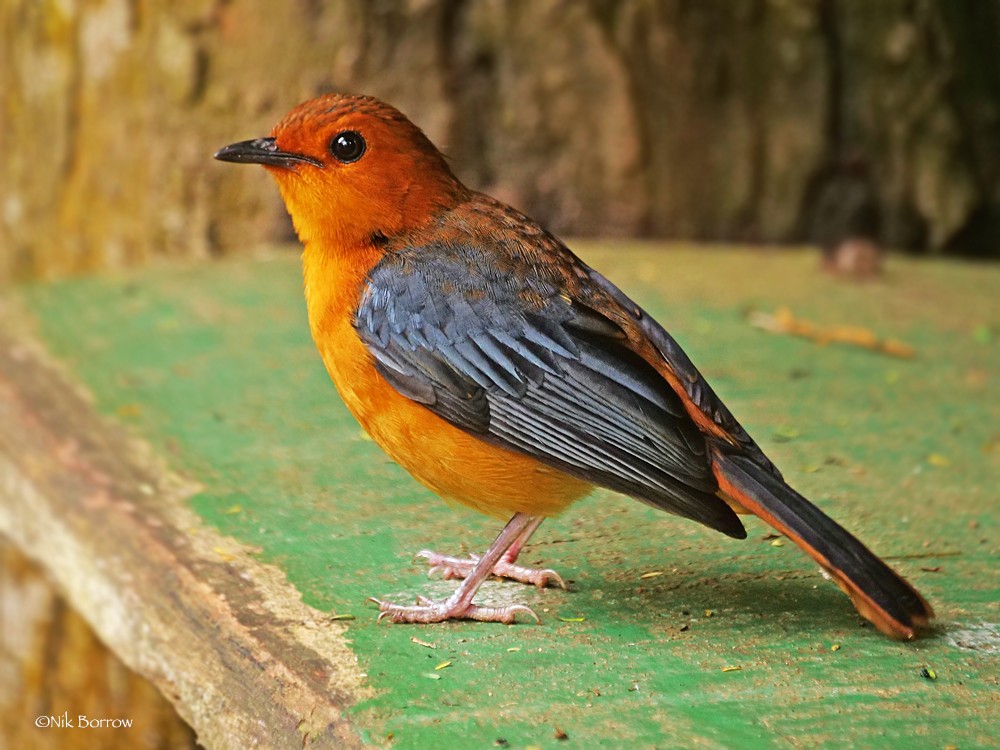 Red-capped Robin-Chat ssp intensa