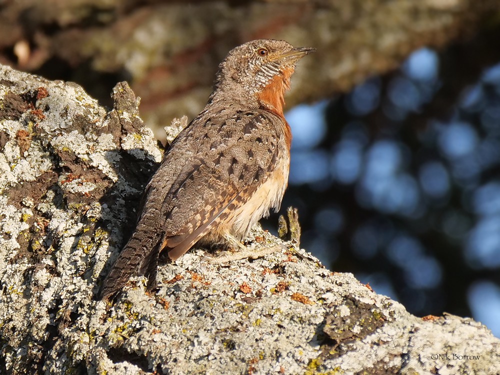 Red-throated Wryneck race aequatorialis