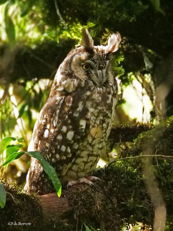 Abyssinian Owl nominate race