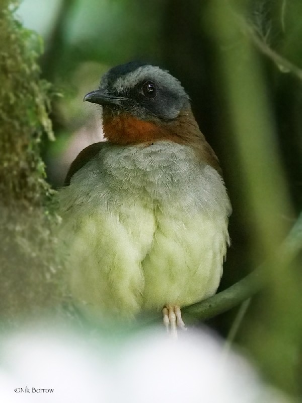 Red-throated Alethe nominate race