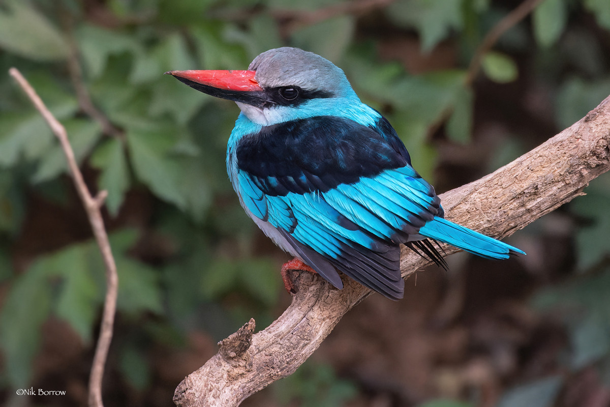 Blue-breasted Kingfisher race torquata
