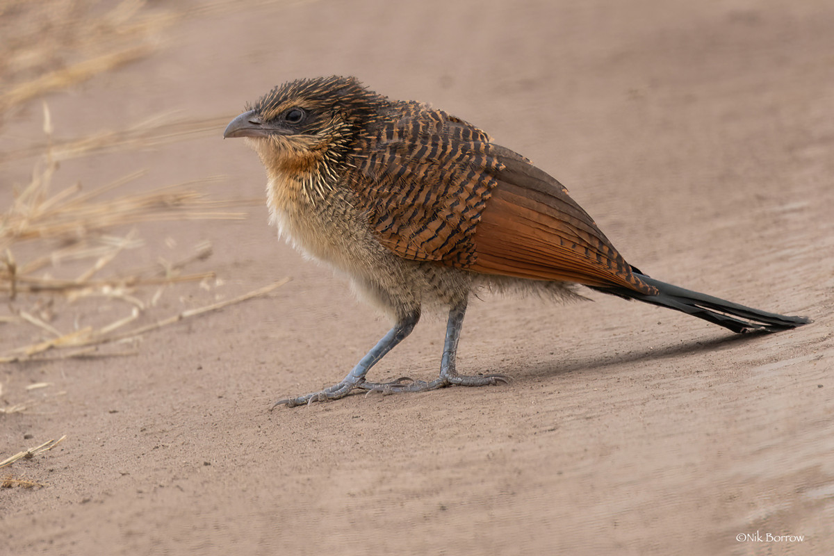 White-browed Coucal subspecies loandae