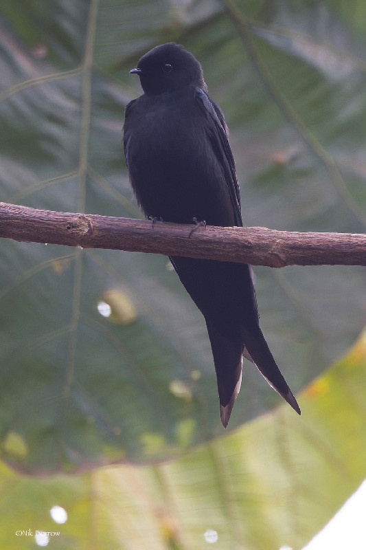 Black Saw-wing subspecies ruwenzori