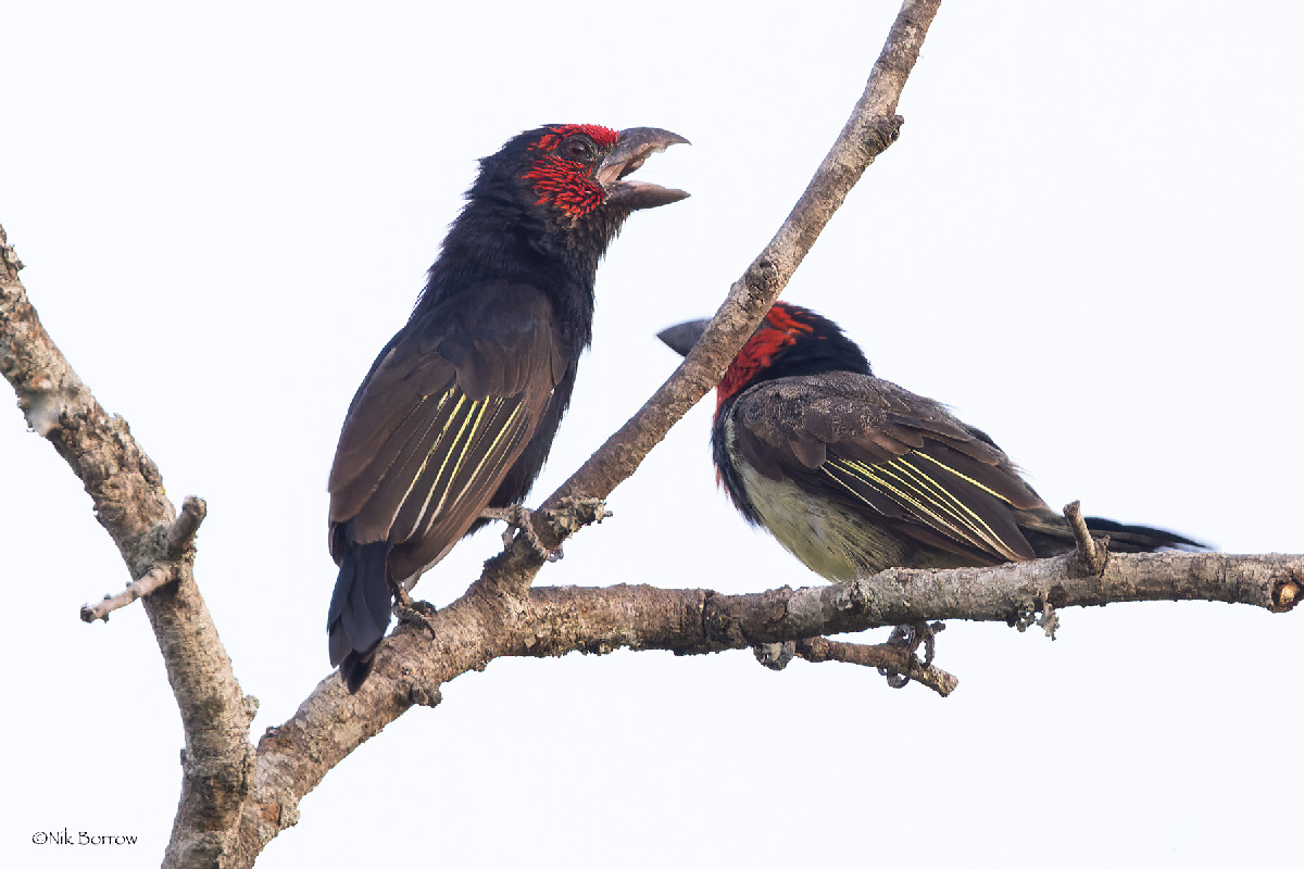Red-faced Barbet duetting with Black-collared Barbet