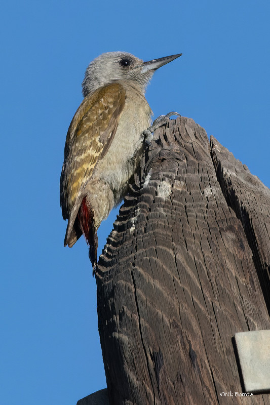African Grey Woodpecker nominate race