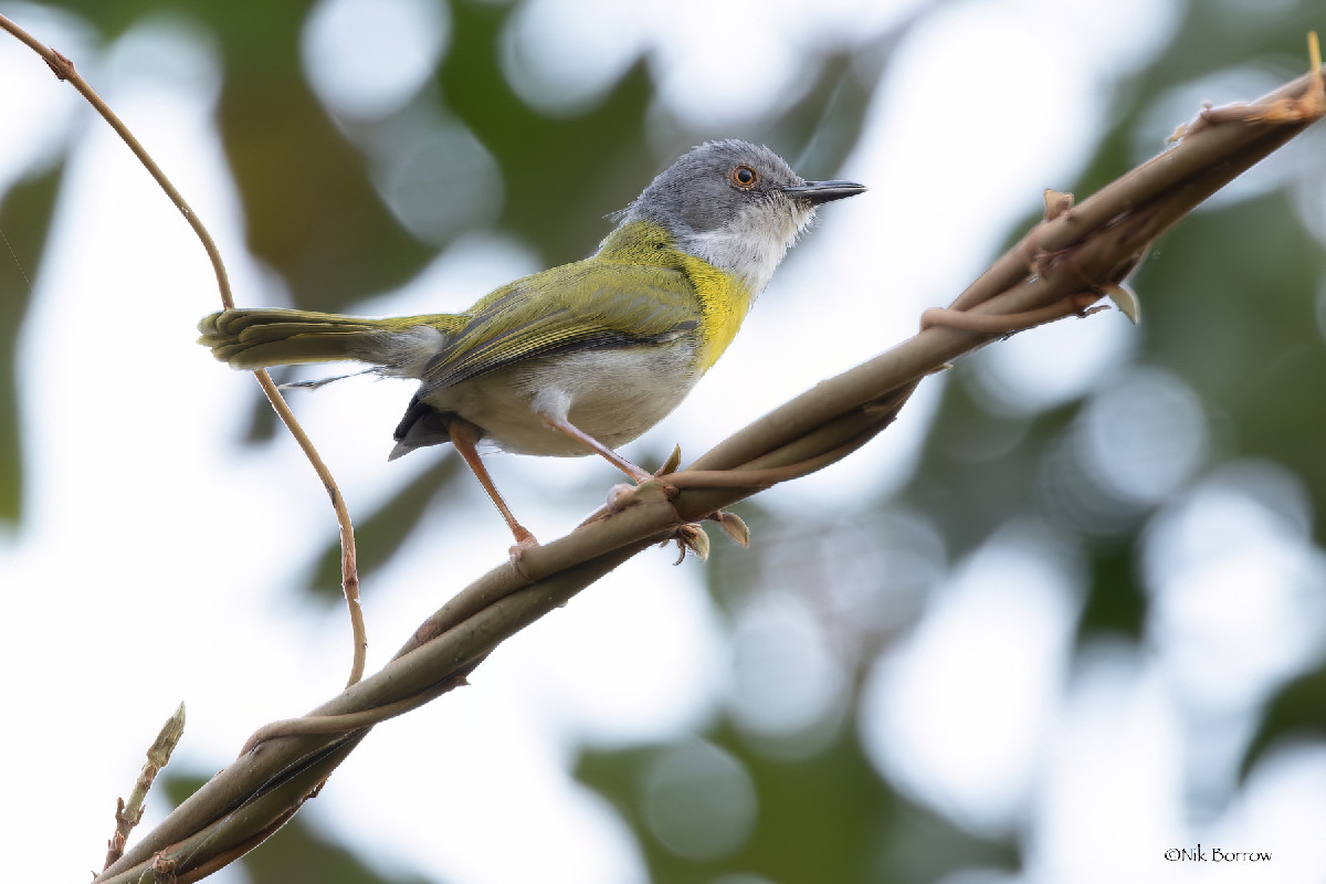Yellow-breasted Apalis subspecies caniceps