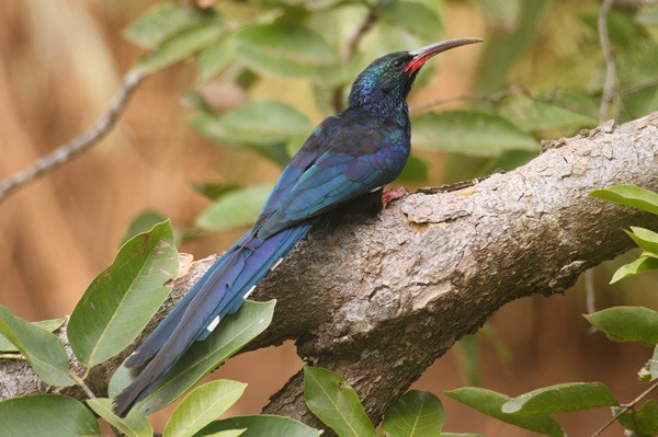 Green Wood-hoopoe