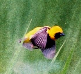 Yellow-crowned Bishop flying