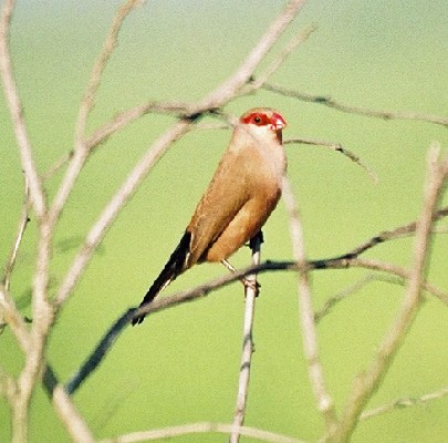 Black-rumped Waxbill