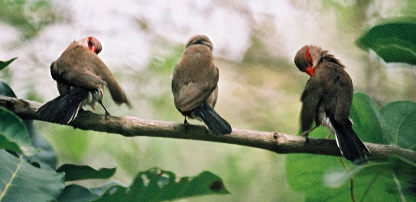 Time to wash for the Black-rumped Waxbills