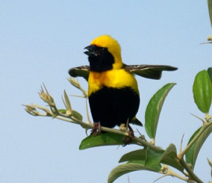 Yellow-crowned Bishop: male dancing to charm the female