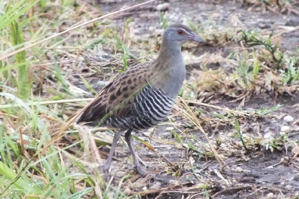African Crake on the track